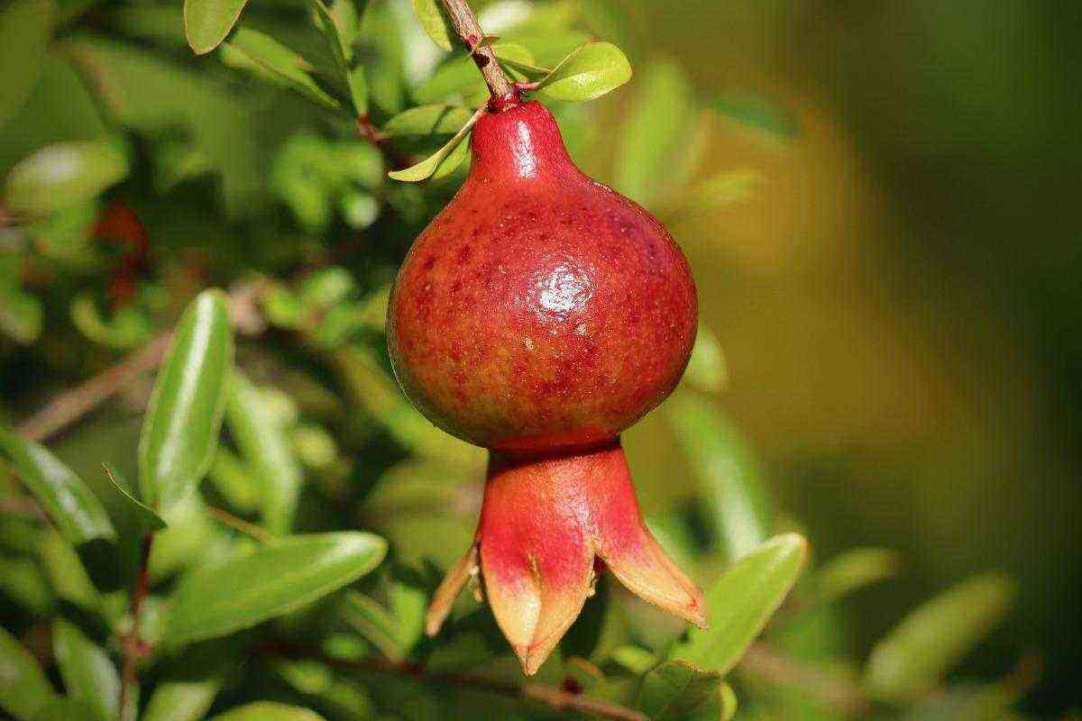 Pomegranate Growing and Care Benefits
