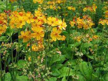 Primula bulleyana for your pond