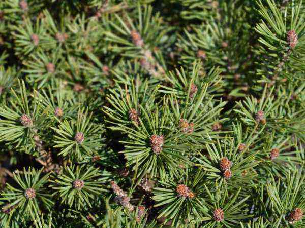Scots pine Vatereri: varietal characteristics of the plant