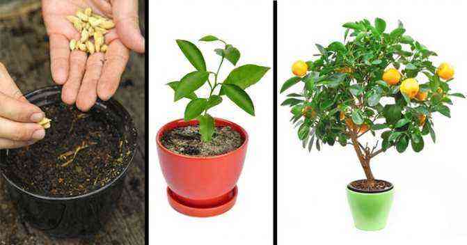 Siemenpuutarha: 8 hedelmäpuita, joita voidaan kasvattaa siemenistä ilman taimia