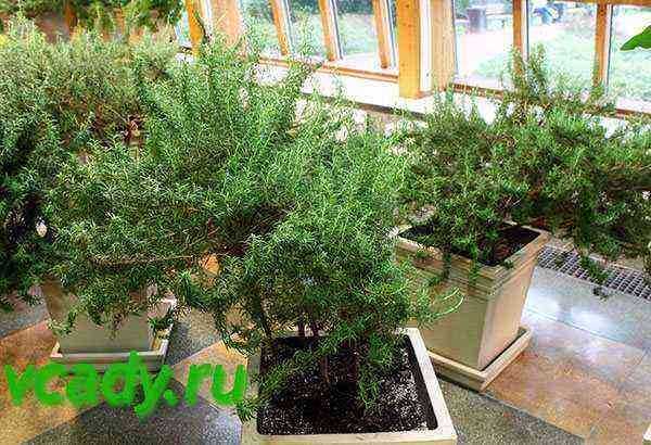 TOP 10 conifers for the home. Rules for caring for domestic conifers