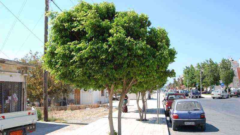 Ficus benjamina calle