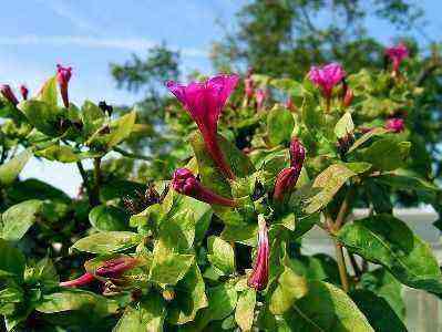 The cultivation of mirabilis jalapa