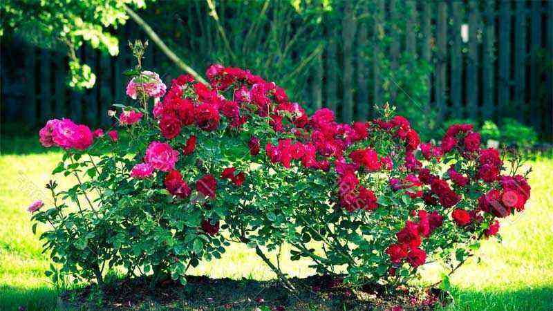 The cultivation of the rosebush