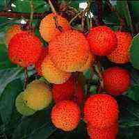 The cultivation of the strawberry tree