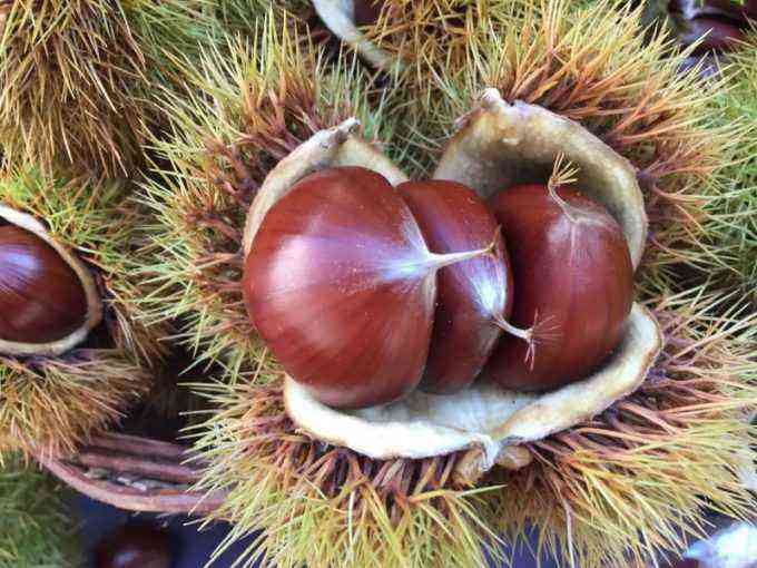 The difference between edible chestnuts and horse chestnuts, as well as its use in the cuisines of the peoples of the world