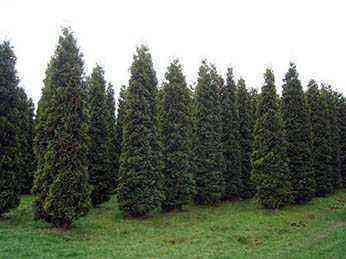 Thuja from seeds planting and care at home photo