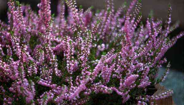 Tips and essential care of heather indoors and outdoors