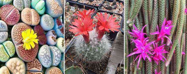 Cactus con distintas flores