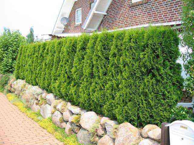 Top dressing of thuja in spring - basic nuances and important rules