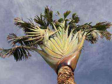 Matkailijan Palm Travails