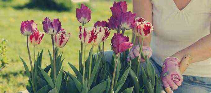 Tulip cultivation