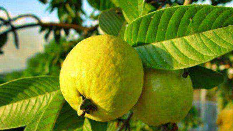 Useful properties of guava: composition, benefits, indications and contraindications for use (105 photos + video)
