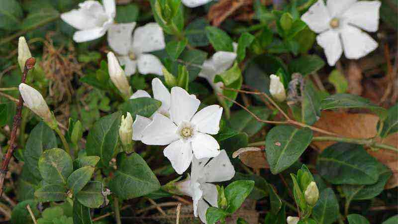 Vinca minor, a plant with many properties