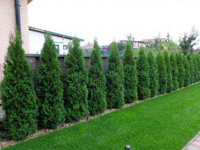 when to plant thuja in autumn or spring
