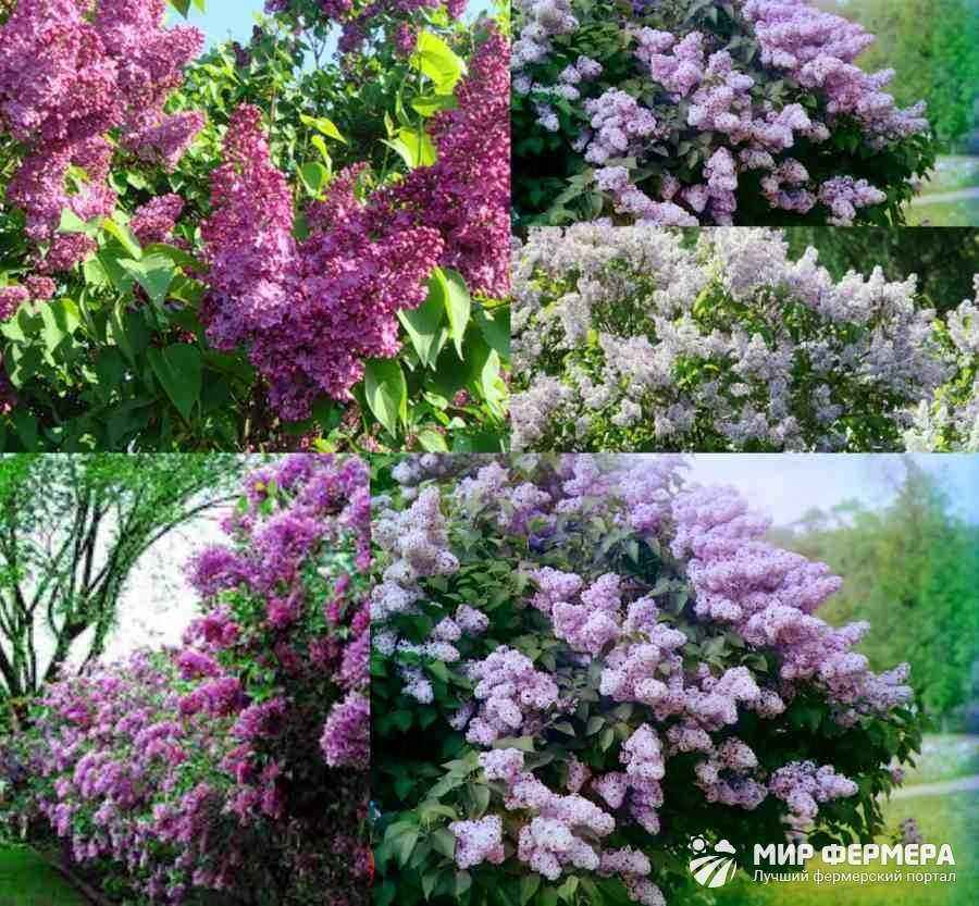 How and when the lilac blooms