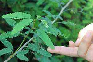 Why is mimosa pudica known as "the shameful plant"?