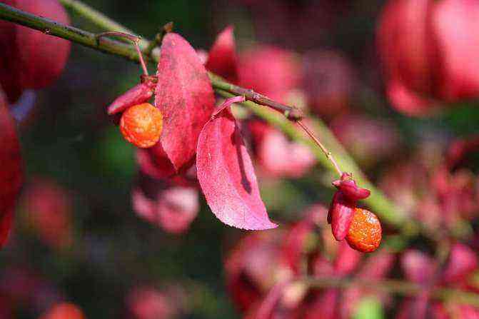 Winged spindle tree - how to properly care for a plant
