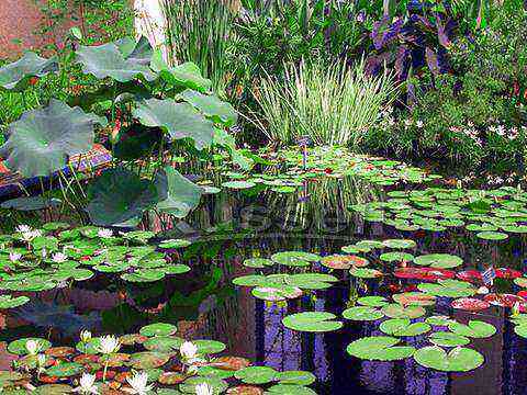 Aquatic plants for your pond