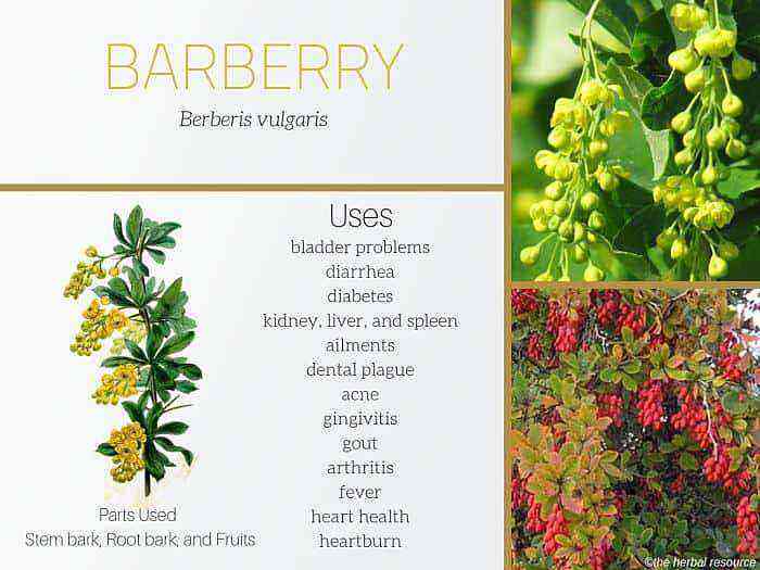 Barberry benefit and harm