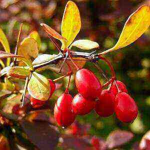 Barberry health benefits, benefits and harms of calories