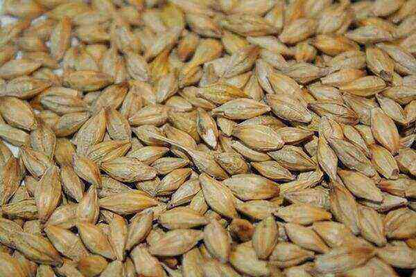Barley benefits and harms