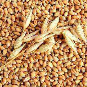 Barley health benefits, benefits and harms of calories