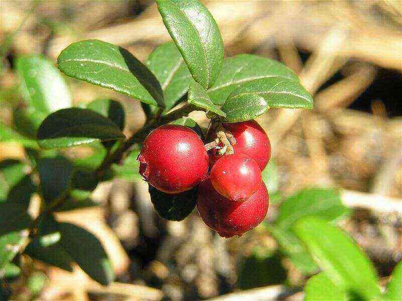 Bearberry common benefits and harms