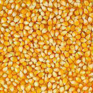 Benefits, benefits and harms of calories from corn