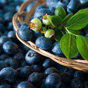 Blueberries: Benefits, Benefits and Harm of Calories