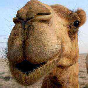 Camel Meat Benefits Benefits and Harm of Calories
