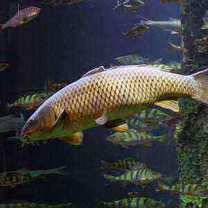 Carp health benefits, benefits and harms of calories