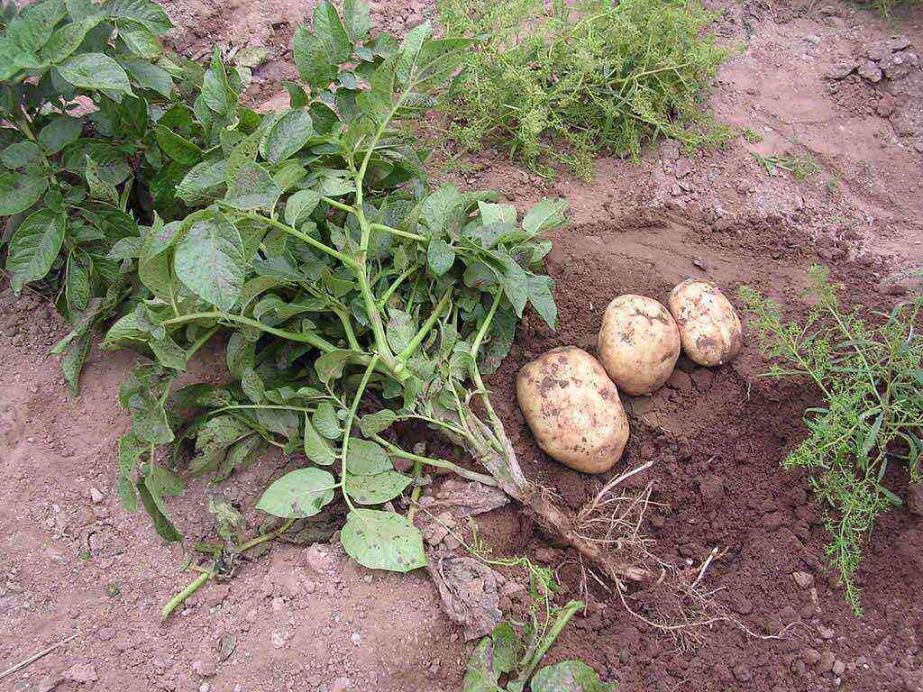 Causes of hollowness of potato tubers and preventive measures
