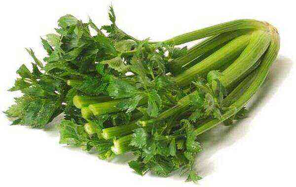 Celery benefits and harms