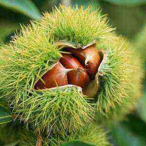 Chestnut benefits, benefits and harms of calories