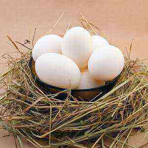 Chicken Egg Benefits, Benefits and Harm of Calories