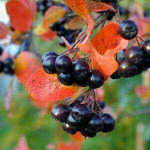 Chokeberry health benefits, benefits and harms of calories