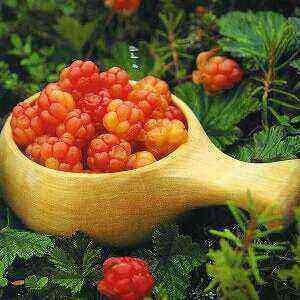 Cloudberry health benefits, benefits and harms of calories