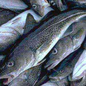 Cod benefits, benefits and harms of calories