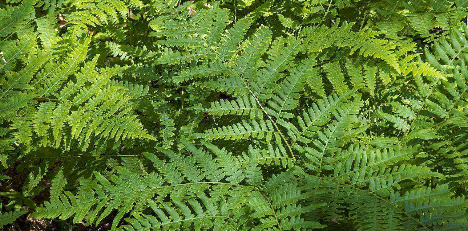 Common bracken fern: what it looks like and where it grows