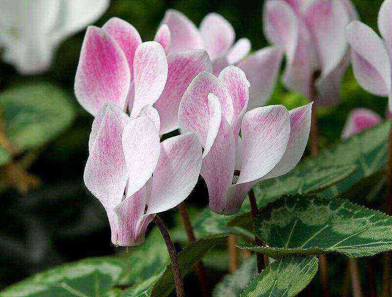 Cyclamen benefit and harm