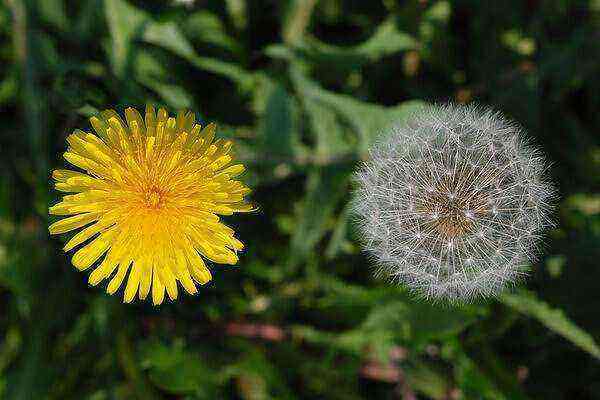 Dandelion benefits and harms