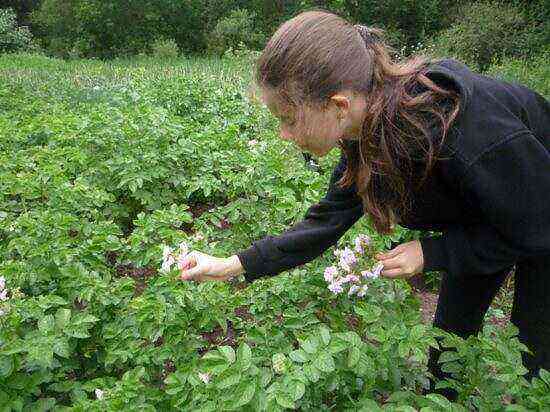 Do I need to pick flowers from potatoes: why do they do it