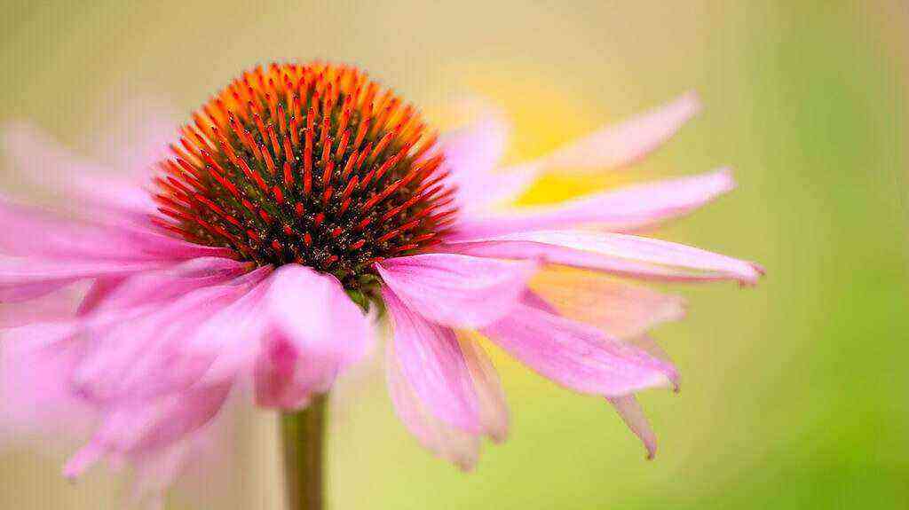 Echinacea purpurea benefits and harms