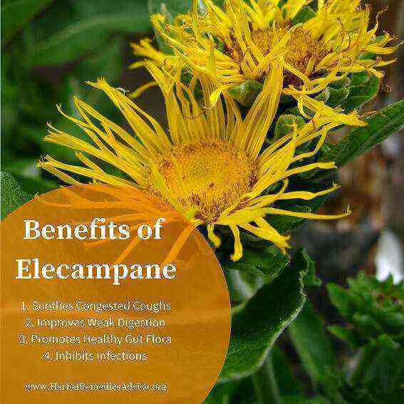 Elecampane benefit and harm