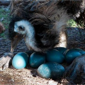 Egg-laying