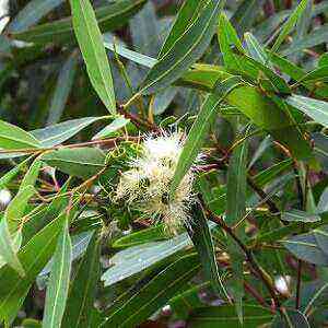 Eucalyptus Benefits Benefits and Harm of Calories
