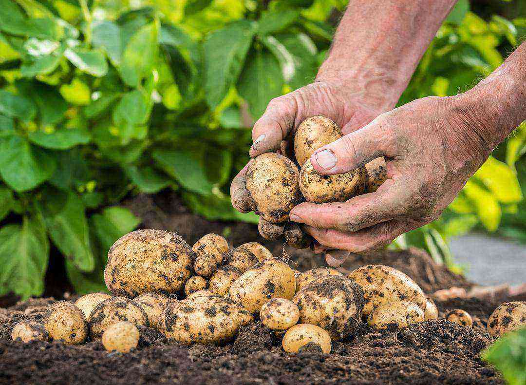 Fertilizing and feeding potatoes with chicken droppings