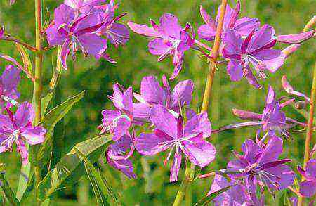 Fireweed narrow-leaved benefits and harms