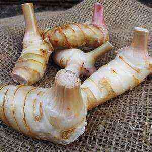 Galangal health benefits, benefits and harms of calories